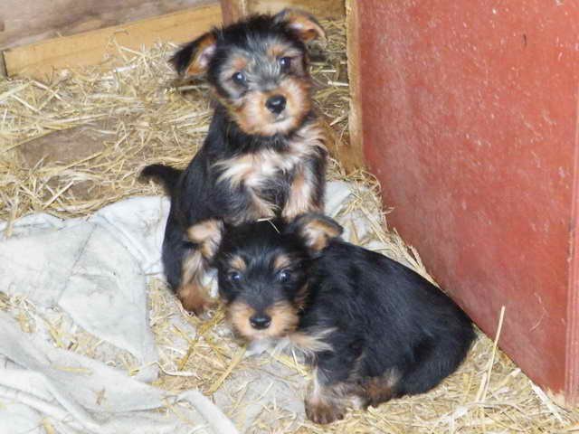 Yorkie Jack Russell Mix